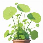 Extrait de centella asiatica cosmétique - LILIDERMA - Cosmétiques et bien-être naturels sans perturbateurs endocriniens fabriqués en France